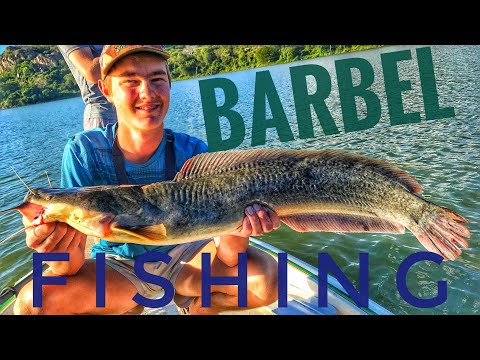 Catching Big Barbel (Sharptooth Catfish) in Zimbabwe