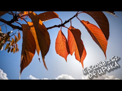 Photographing Leaves Challenge - Episode 262 of UPwKA | Photography Podcast