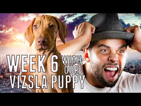 Is a Vizsla right for you? Watch this first!