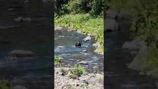 a wild bear in wild Hokkaido Japan #bear #japan #hokkaido