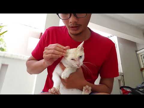 download lagu mp3 mp4 Kucing Kurap, download lagu Kucing Kurap gratis, unduh video klip Kucing Kurap
