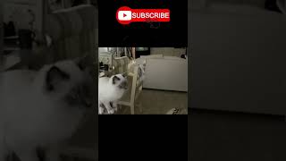 So Funny Dog and cat you laugh instantly, Dog Funny Video #230 || #Shorts