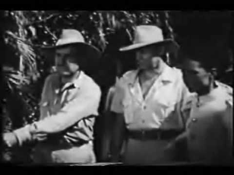 Sumatran Tiger vs African Lion, Lion runs and submits!!