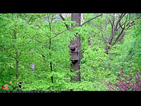 Barred Owl Fledgling "Hope" Sticks The Landing, Climbs Up Nesting Tree – May 17, 2020