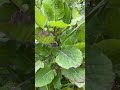 Perennial Kale Plant Once Harvest For Years Shorts