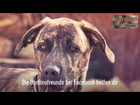 BARDINO    eine andere Hundewelt voller Streifen HD