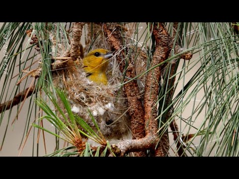 Trupiál bielokrídly (Icterus bullockii) — správanie, biotop a hlas