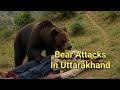 Bear Attacks In Uttarakhand ! Chamoli के भालू का आतंक! Paithani–Kucholi में फिर हमला… समाधान क्या ? DEFAULT Thumbnail