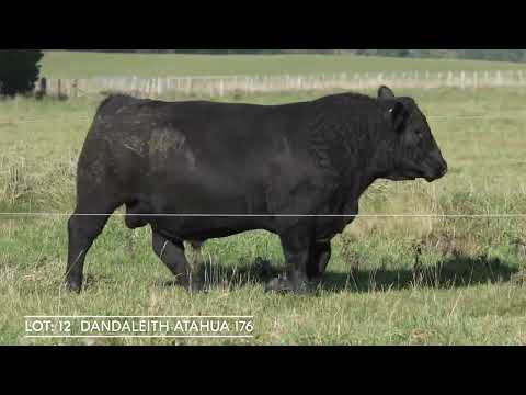 Lot 12 DANDALEITH ATAHUA 176