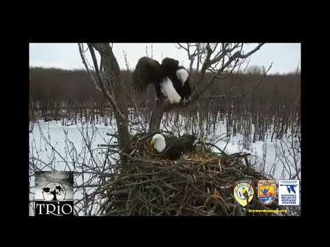 02-04-20 IL Trio eagles; picture perfect posing by the Trio.