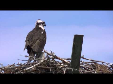 Oliphant Osprey with Juvenile HD