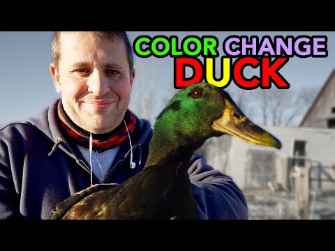, title : 'My Duck Instantly Changes Color'