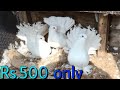 Best Quality Fancy Pigeons Only Rs. 500 /- All India Delivery Masakali kabootar , Fantal Pigeon's