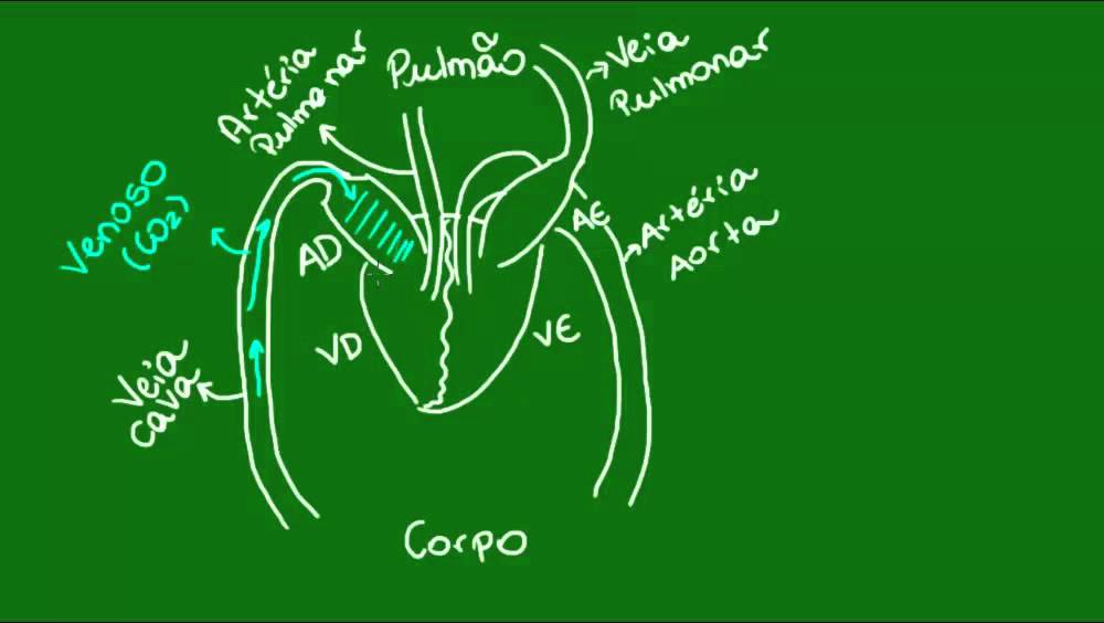 Sistema circulatório dos Mamíferos - Diversidade dos Seres Vivos - Biologia