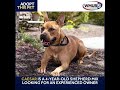 Caesar is a 4-year-old Shepherd mix looking for a new home