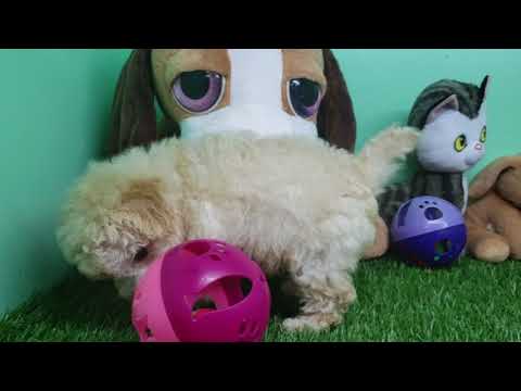 Maltipoo Puppy- Male- Sponky