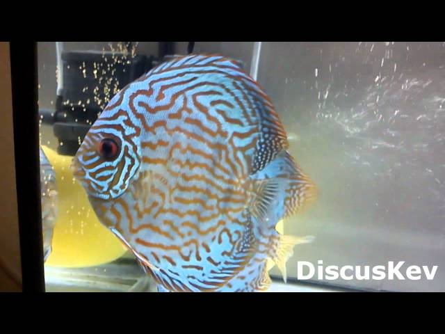 Discus fish update 25.05.12 - Discus fish laid eggs - 3 Clips in one