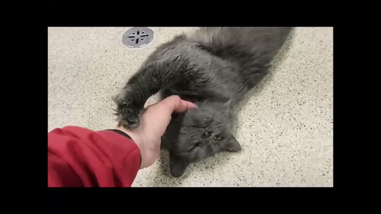 SCRUGGS, a Adoptable Domestic Medium Hair in Ironwood, MI video 2/2