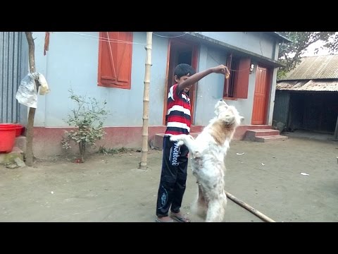 Cute dog and a boy best compilation 2016, funny dog compilation.