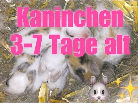 Kaninchenbabys Entwicklung Tag 3-7
