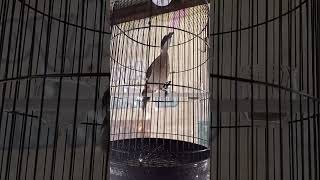 Download lagu koak kaok lombok belajar ucap salam mp3