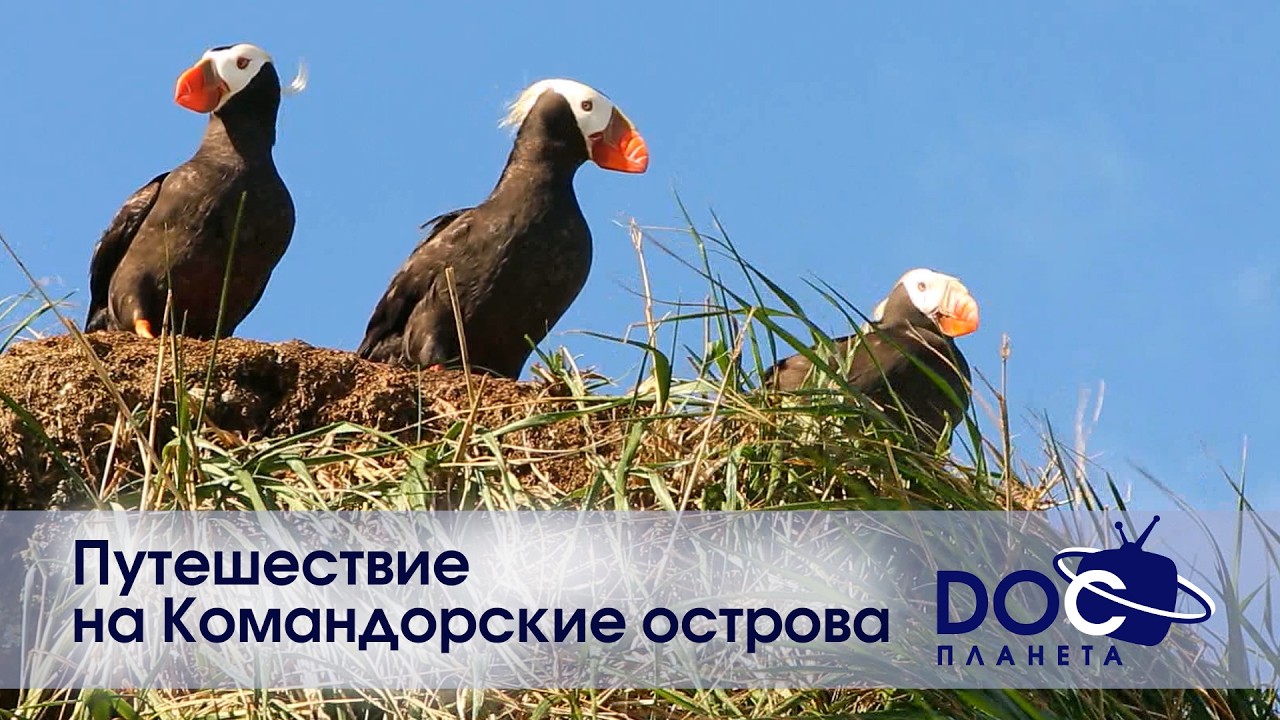 Russian Travel Guide. Путешествие на Командорские острова  - Документальный фильм