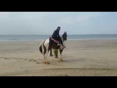 Sandspit Beach | Horse Riding (Karachi)