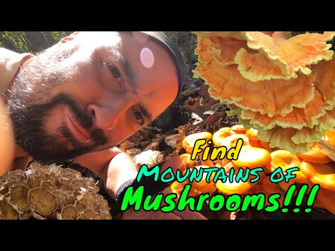 The Beginners Guide to Fall Mushrooms
