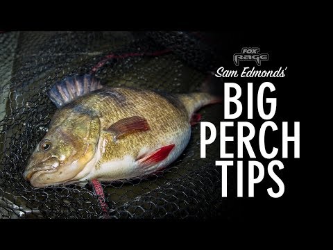 ***FOX RAGE TV*** BIG PERCH TIPS