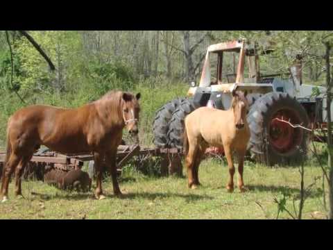 download lagu mp3 mp4 Jason Aldean Shes Country Free Ringtone, download lagu Jason Aldean Shes Country Free Ringtone gratis, unduh video klip Jason Aldean Shes Country Free Ringtone