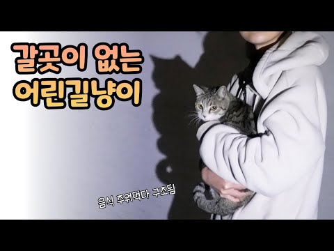 길바닥음식 주워먹던 새끼길냥이 우리집에 데려오다