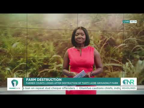 72-Year-Old Farmer Loses 30 Acres of Groundnut Farm in Suspected Chemical Attack
