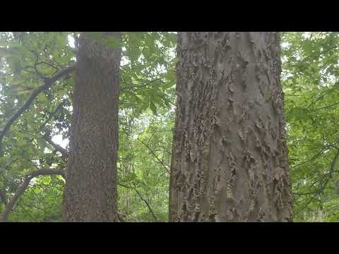 Hackberry - Terrible name, Phenomenal tree