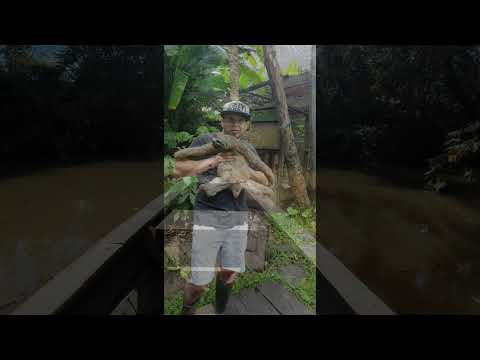 DJ Sean Norvis & @FabricioPercussion & Lori Glori: Jungle Samba (Iquitos - Perú)