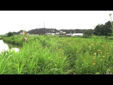 キアゲハの求愛飛翔