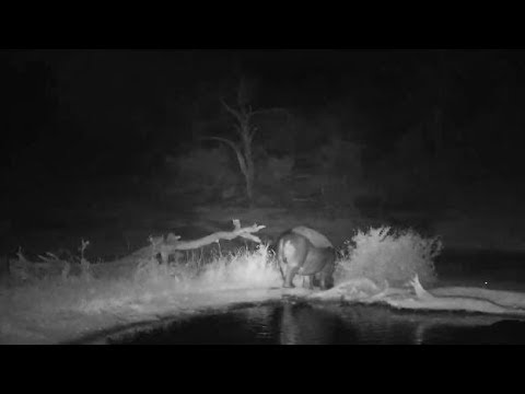 Djuma: Lone Hippo leaving pan - 04:43 - 08/17/19