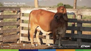 Nutrición con ADM® Api-Aba para Bovinos de Alta Calidad | Rancho Par de Ases