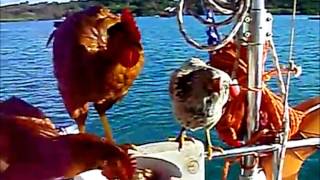 All hens on deck by Focus