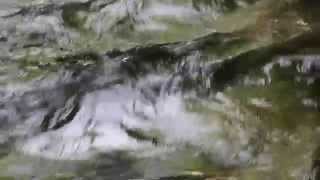 Relaxed Chillout, Relaxing Musik von Blissard