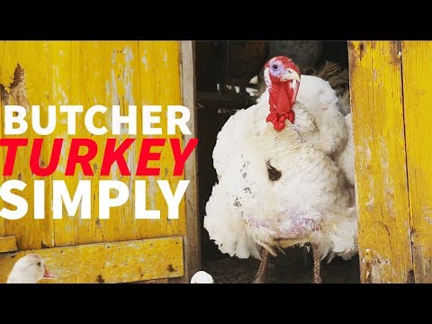 download lagu mp3 mp4 Turkey Meat Near Me, download lagu Turkey Meat Near Me gratis, unduh video klip Turkey Meat Near Me