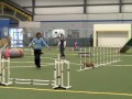 Australian Terrier - Lil and Jake, 2 Australian Terriers at a USDAA Agility Trial