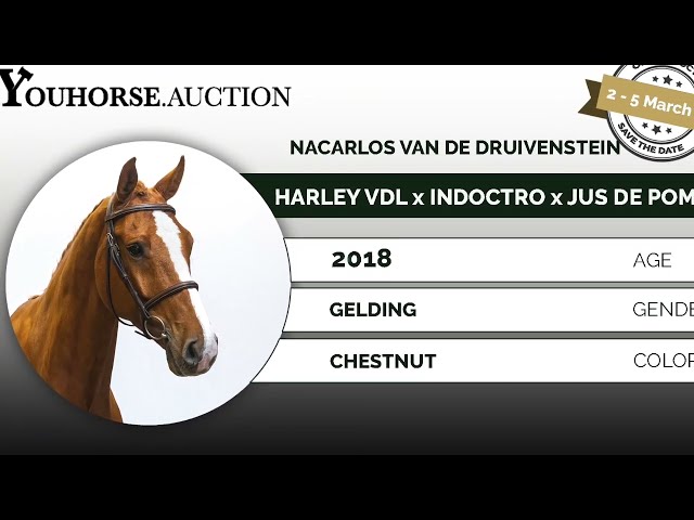 Nacarlos homevideo dressage