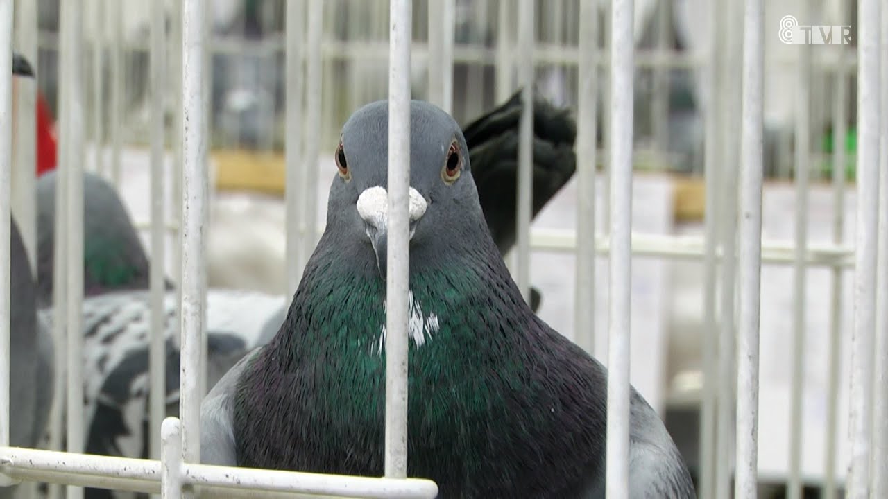 Wystawa gołębi pocztowych w Sieradzu