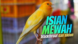 Download lagu KENARI GACOR MATERI JUARA - MASTERAN KENARI ISIAN BLACKTHROAT DAN SIKATAN LONDO GACOR DOR mp3