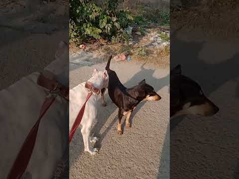 friendly dogoargentino🐕😍 #dogoargentino #noora