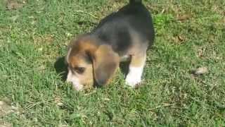 preview picture of video 'CACHORRAS BEAGLES DE LA ALBORADA'