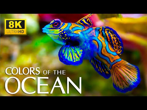 The Colors of the Ocean 8K ULTRA HD - The Best 8K Sea Animals for Relaxation & Calming Music