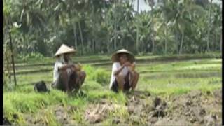 preview picture of video 'Rizieres (Rice fields) Bali'