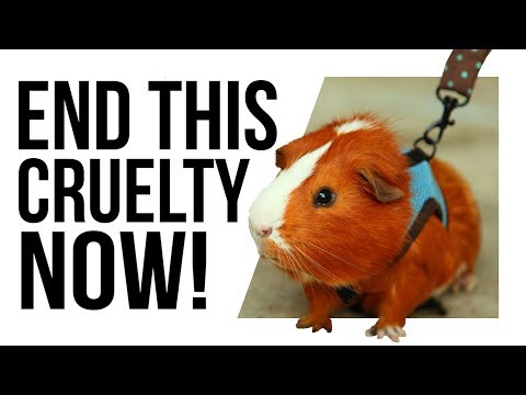 This game is a THREAT to GUINEA PIGS!? Video