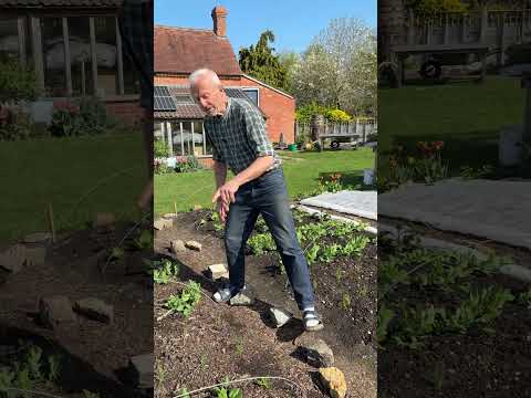 No-Dig: Pea Weevil Control & Potato Catch Cropping